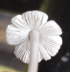Mycena galericulata