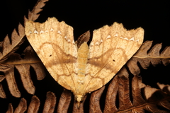 Chalastra pellurgata