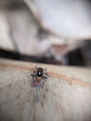Maratus clupeatus