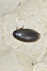 Colymbetes fuscus