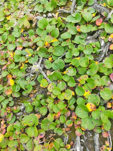 Salix nakamurana iNat (3)