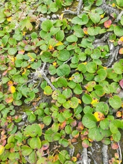 Viola Alekseeva, CC0, iNaturalist via GBIF Salix nakamurana, photograph Viola Alekseeva, CC0, iNaturalist via GBIF