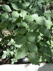 Ulmus macrocarpa