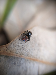 Maratus clupeatus