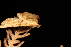 Chalastra pellurgata