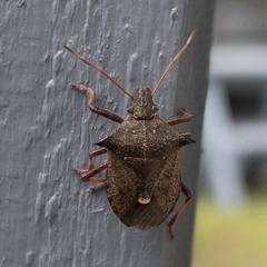 Picromerus bidens