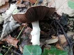 Agaricus sylvicola