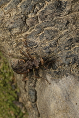 Neocicindela