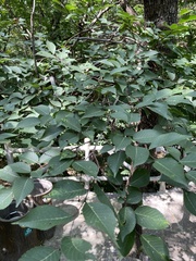 Ulmus macrocarpa