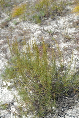 Artemisia salsoloides
