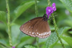 Euploea klugii