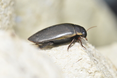 Colymbetes fuscus