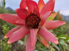 Leucadendron daphnoides