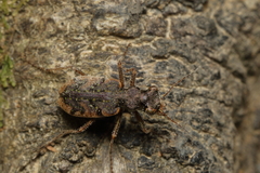 Neocicindela