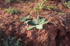 Brunsvigia bosmaniae