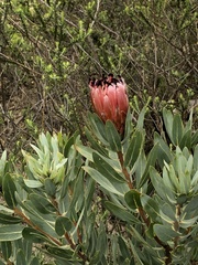 Protea laurifolia