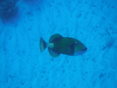 Balistoides viridescens