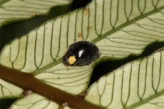 Apolinus lividigaster