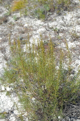 Artemisia salsoloides