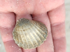 Acanthocardia paucicostata