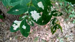Aulagromyza caraganae