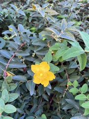 Hypericum calycinum