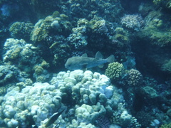 Diodon hystrix