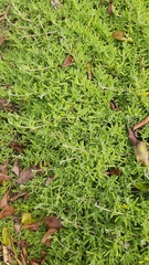 Drosanthemum candens