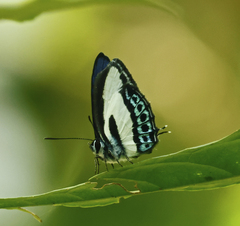 Nacaduba cyanea