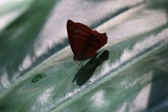 Abisara echerius