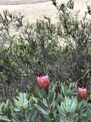 Protea laurifolia
