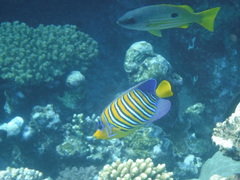 Pygoplites diacanthus