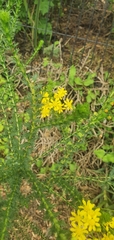 Euryops virgineus