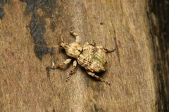 Brachyolus punctatus