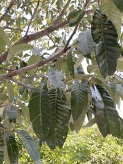 Quercus variabilis