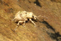 Brachyolus punctatus