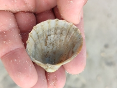 Acanthocardia paucicostata