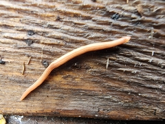 Caenoplana