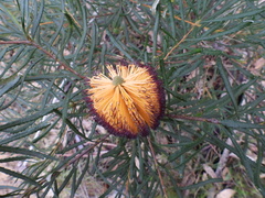 Banksia