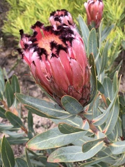 Protea laurifolia