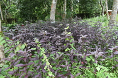 Alternanthera brasiliana