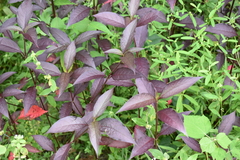 Alternanthera brasiliana