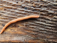 Caenoplana