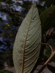 Pomaderris intermedia