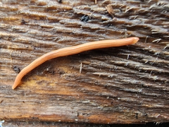 Caenoplana
