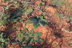 Brunsvigia bosmaniae