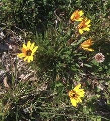 Gazania