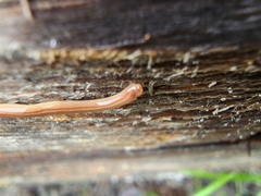 Caenoplana