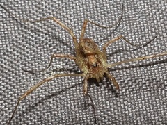 Paroligolophus agrestis