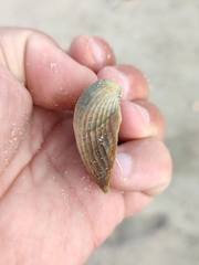 Acanthocardia paucicostata